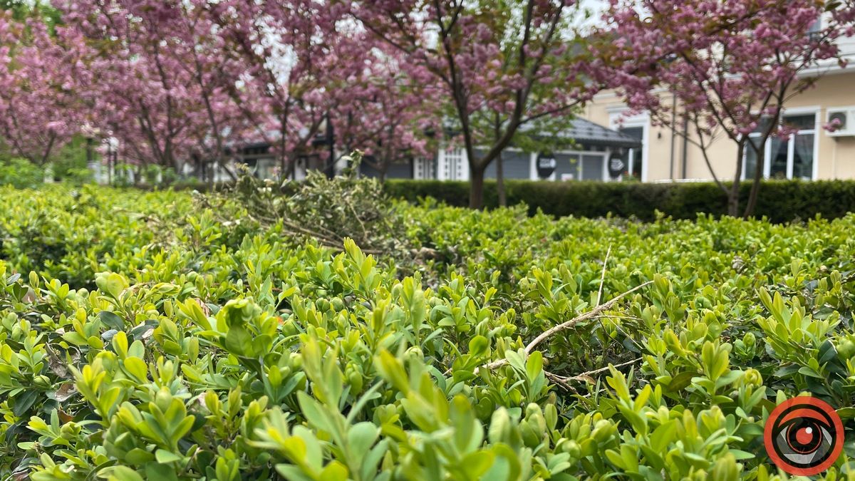 Зрушення є: як у Коломиї борються за збереження самшиту біля пошти 8
