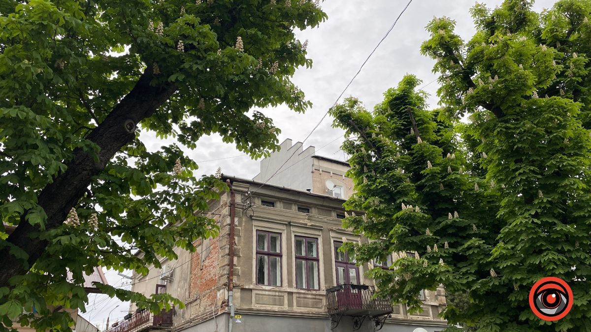 Травневий бульвар: як у Коломиї цвітуть каштани? 19