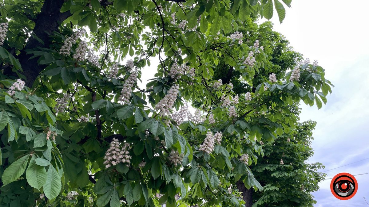 Травневий бульвар: як у Коломиї цвітуть каштани? 20