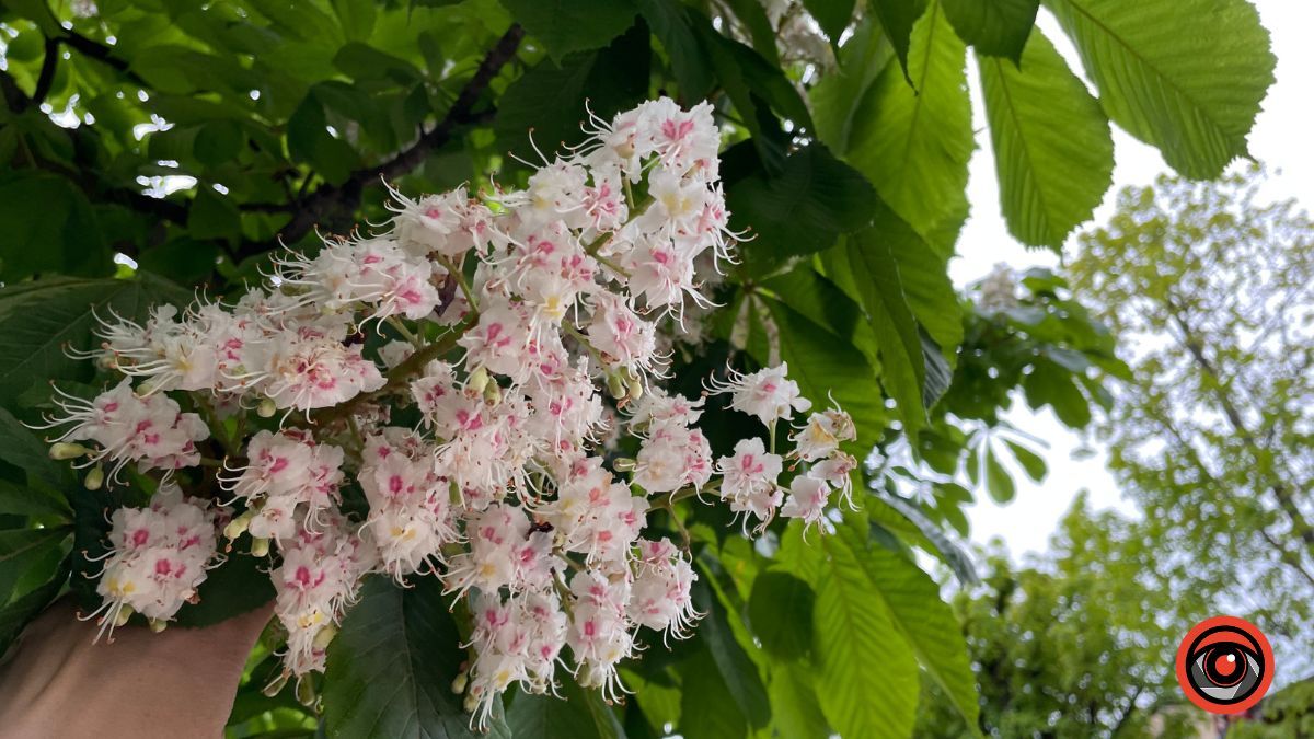 Травневий бульвар: як у Коломиї цвітуть каштани? 21