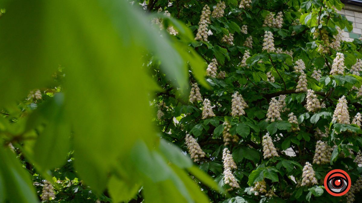 Травневий бульвар: як у Коломиї цвітуть каштани? 1