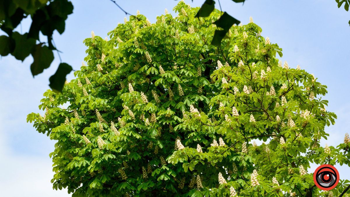 Травневий бульвар: як у Коломиї цвітуть каштани? 7