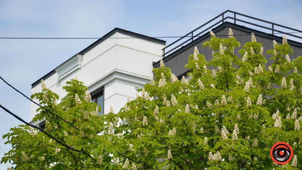 Травневий бульвар: як у Коломиї цвітуть каштани? 6