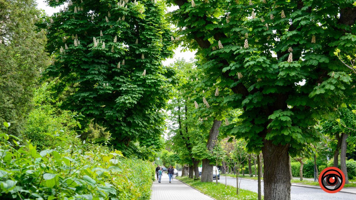 Травневий бульвар: як у Коломиї цвітуть каштани? 16