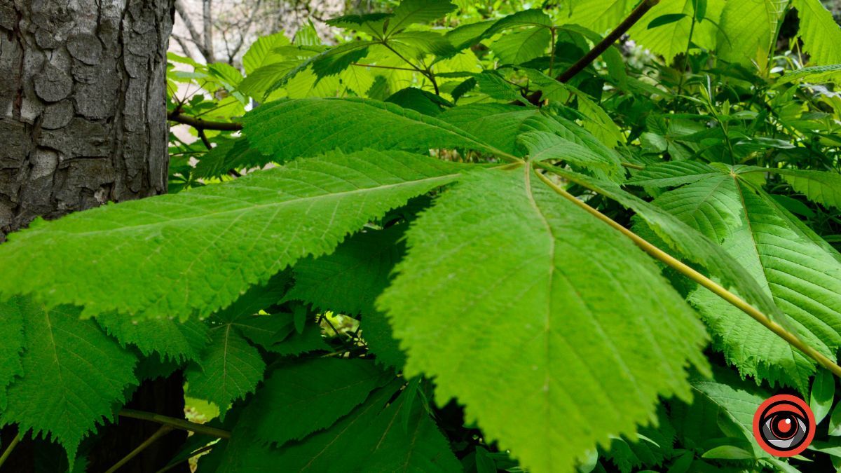 Травневий бульвар: як у Коломиї цвітуть каштани? 15