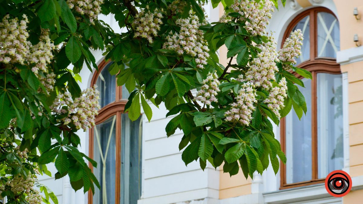 Травневий бульвар: як у Коломиї цвітуть каштани? 14
