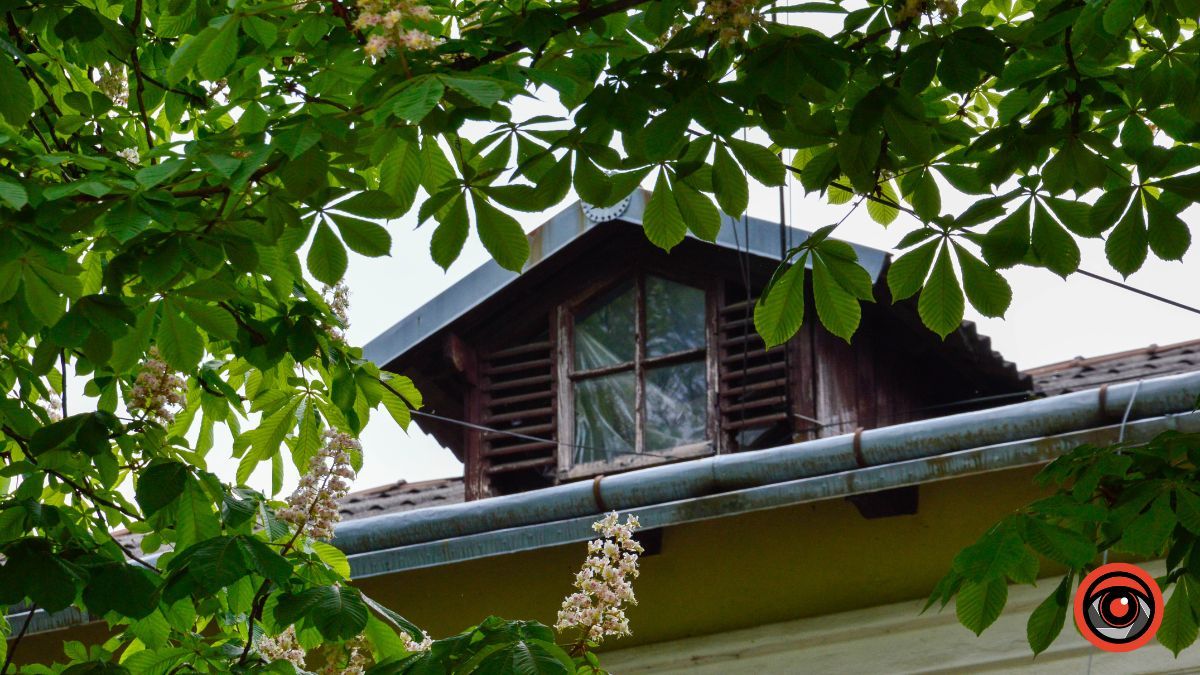 Травневий бульвар: як у Коломиї цвітуть каштани? 9