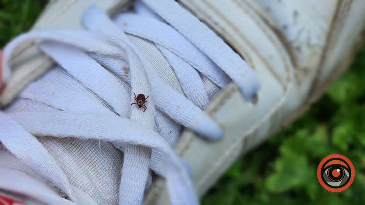 Що таке "бореліоз" та чому ним можна заразитися саме влітку?
