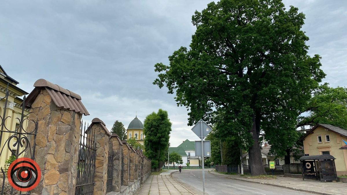 Як поживає Франковий дуб в Коломиї і чому його охороняють 4