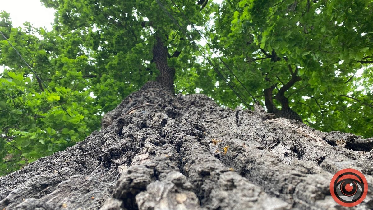 Як поживає Франковий дуб в Коломиї і чому його охороняють 3