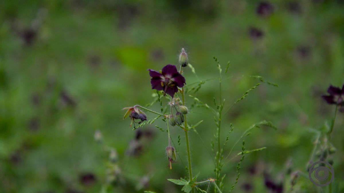 Перед дощем: фоторепортаж парку імені Шевченка у Коломиї 11