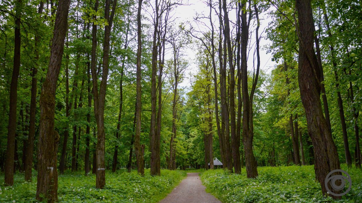 Перед дощем: фоторепортаж парку імені Шевченка у Коломиї 10