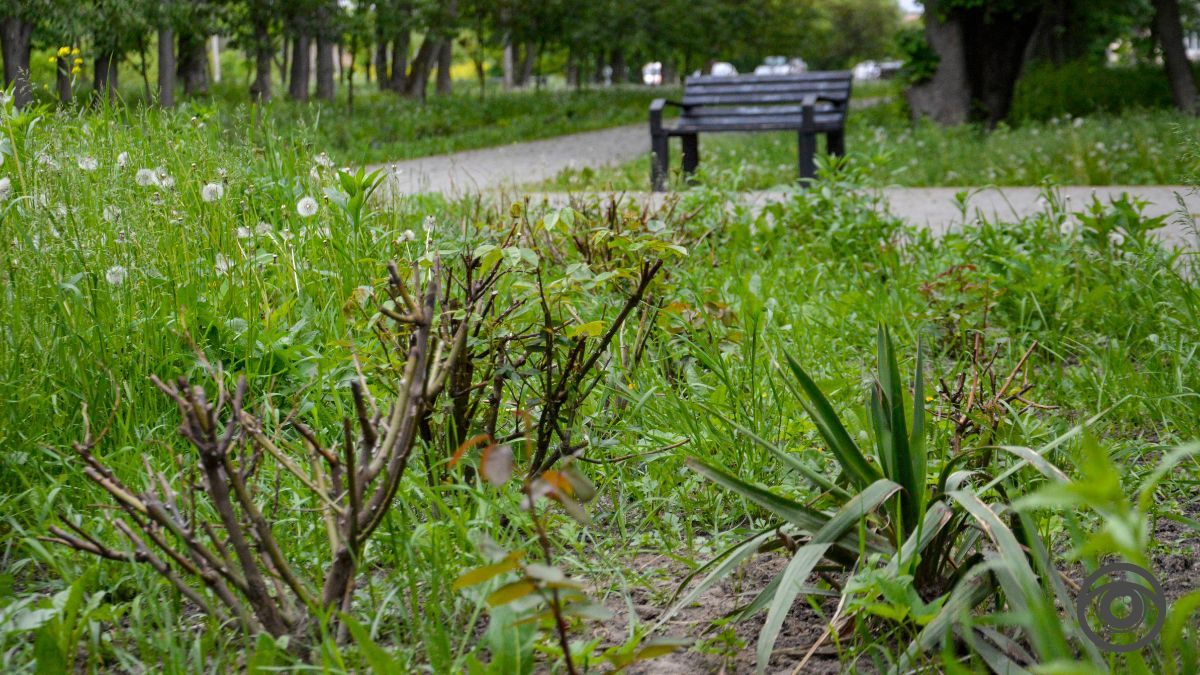 Перед дощем: фоторепортаж парку імені Шевченка у Коломиї 8