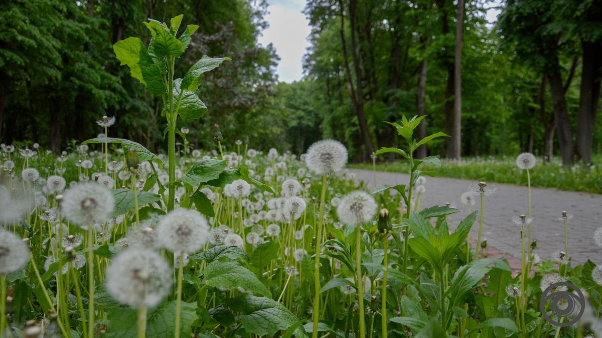 Перед дощем: фоторепортаж парку імені Шевченка у Коломиї 3