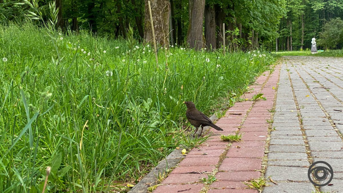 Перед дощем: фоторепортаж парку імені Шевченка у Коломиї 20