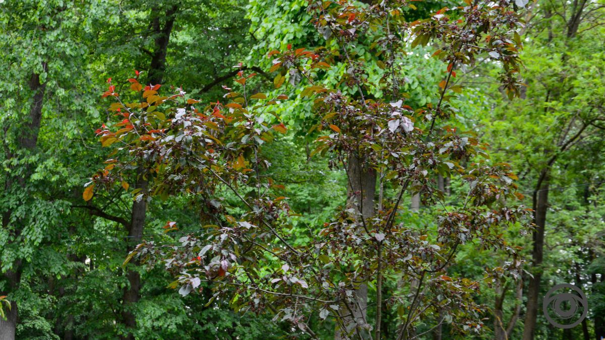 Перед дощем: фоторепортаж парку імені Шевченка у Коломиї 18