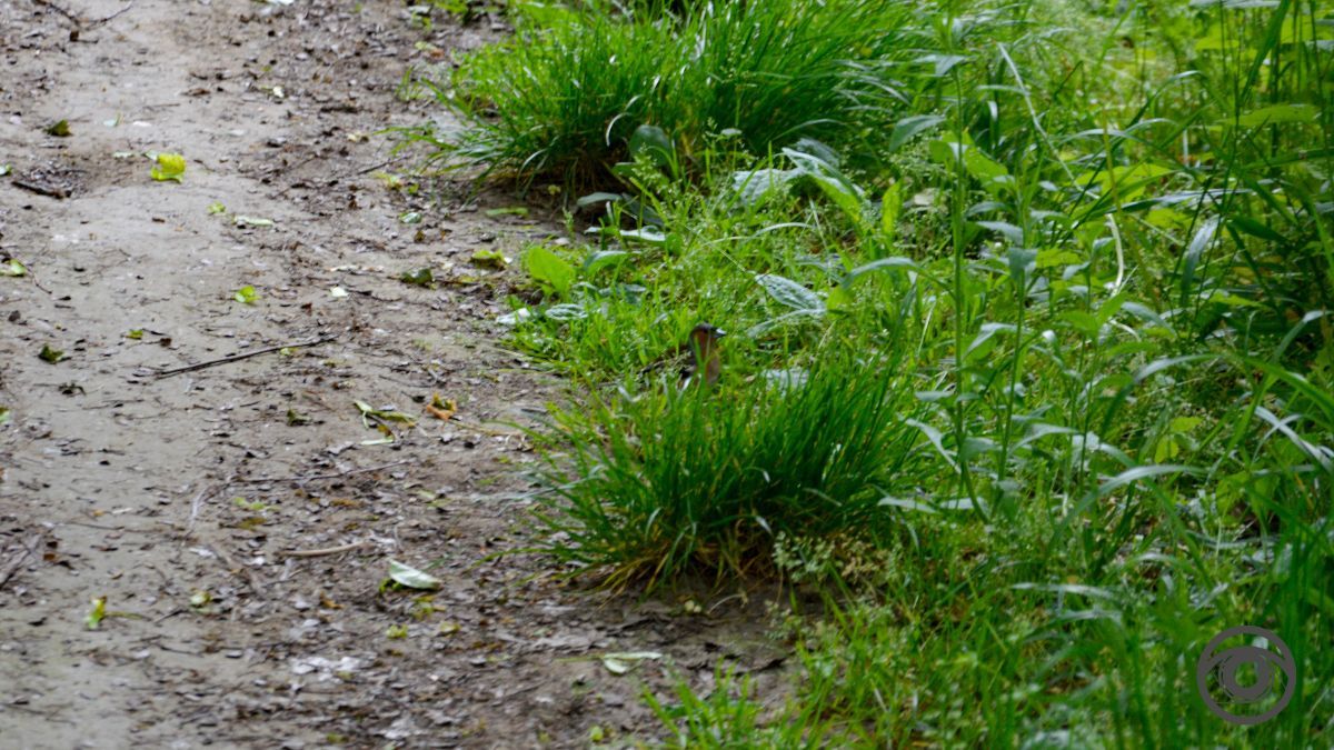 Перед дощем: фоторепортаж парку імені Шевченка у Коломиї 16