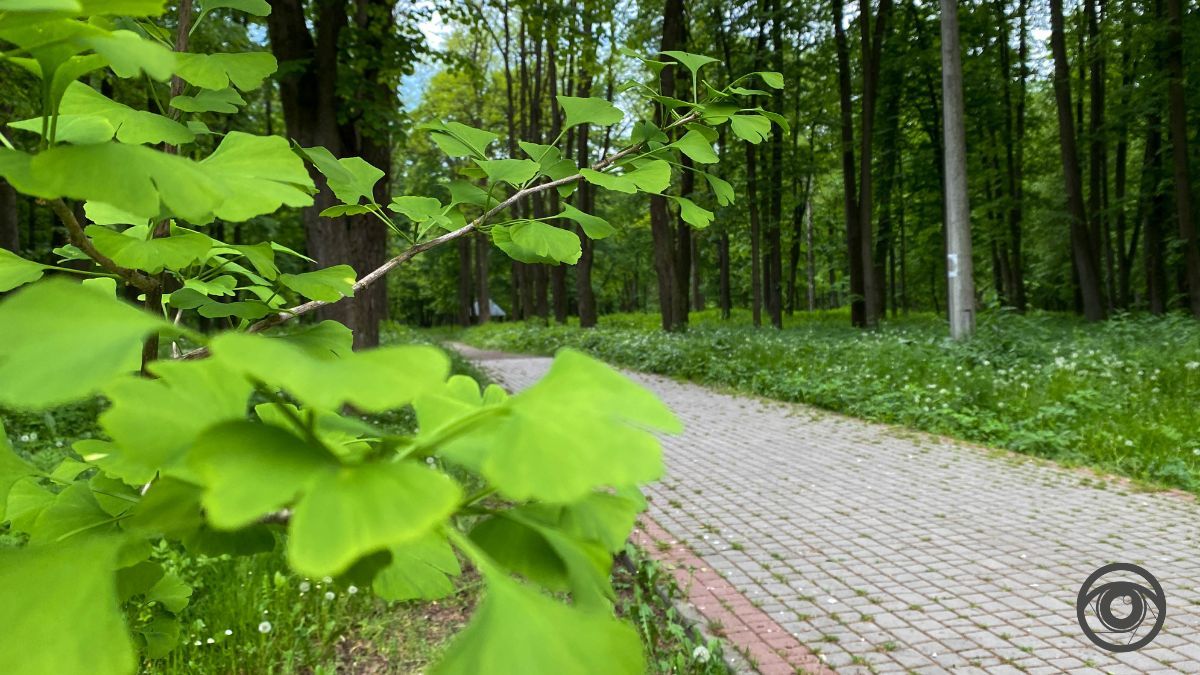Перед дощем: фоторепортаж парку імені Шевченка у Коломиї 23