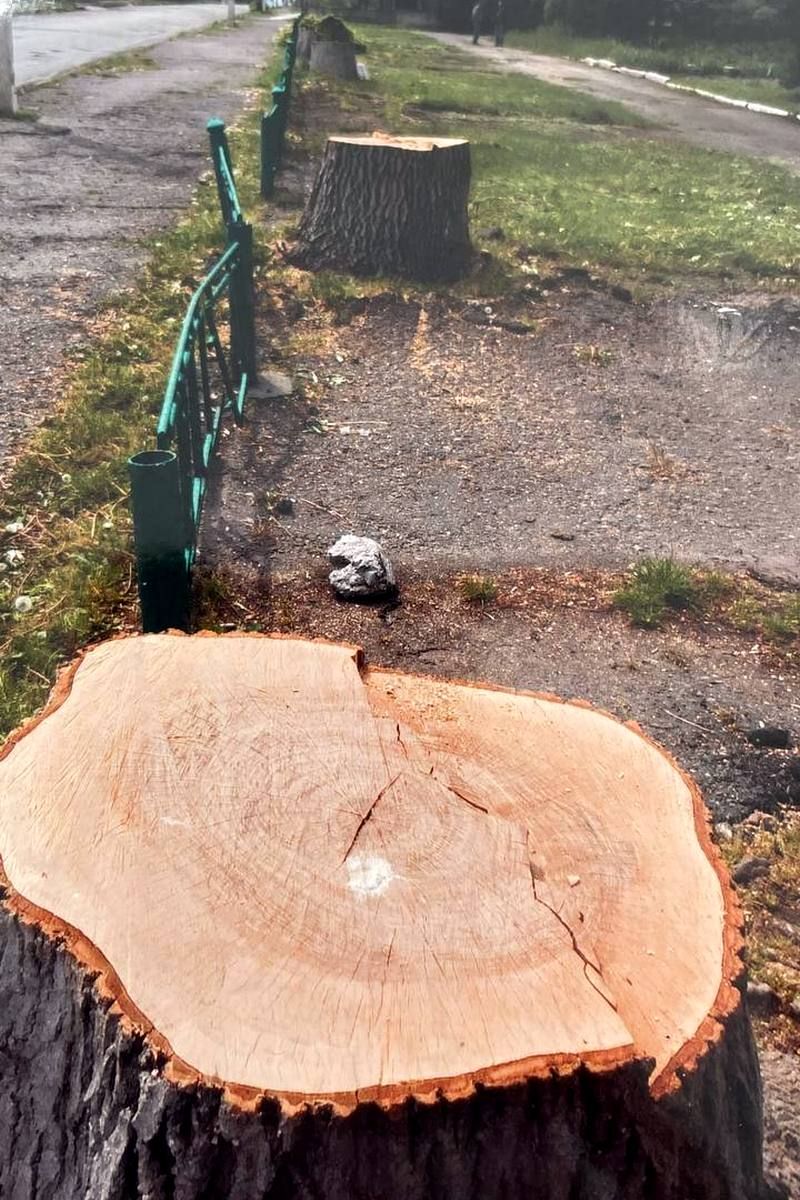 Зрізка 5 ясенів по вулиці Франка у Гвіздці, травень 2021 року