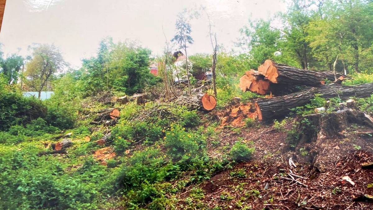 Зрізка 11 дерев (липи і акації) у Гвіздці. Травень 2021 року