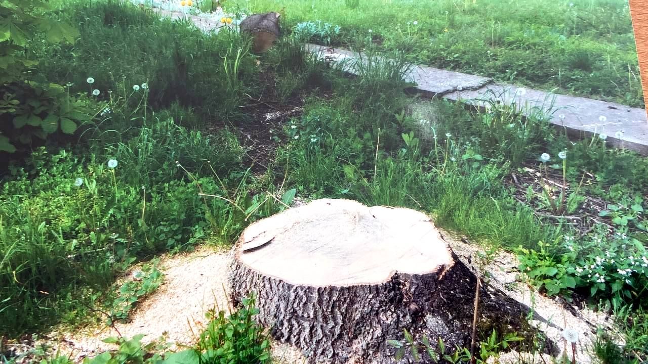 Зрізка дерев біля котельні школи у Гвіздці, травень 2021 року