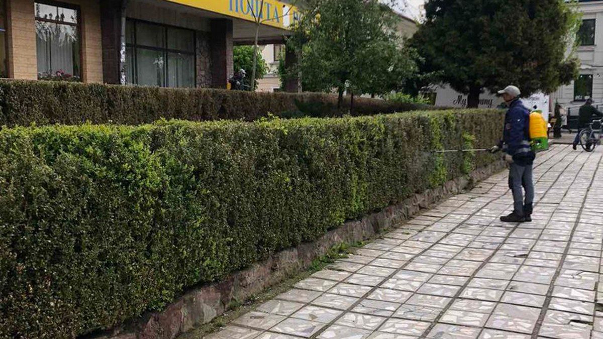 фото КП "Зеленосвіт"