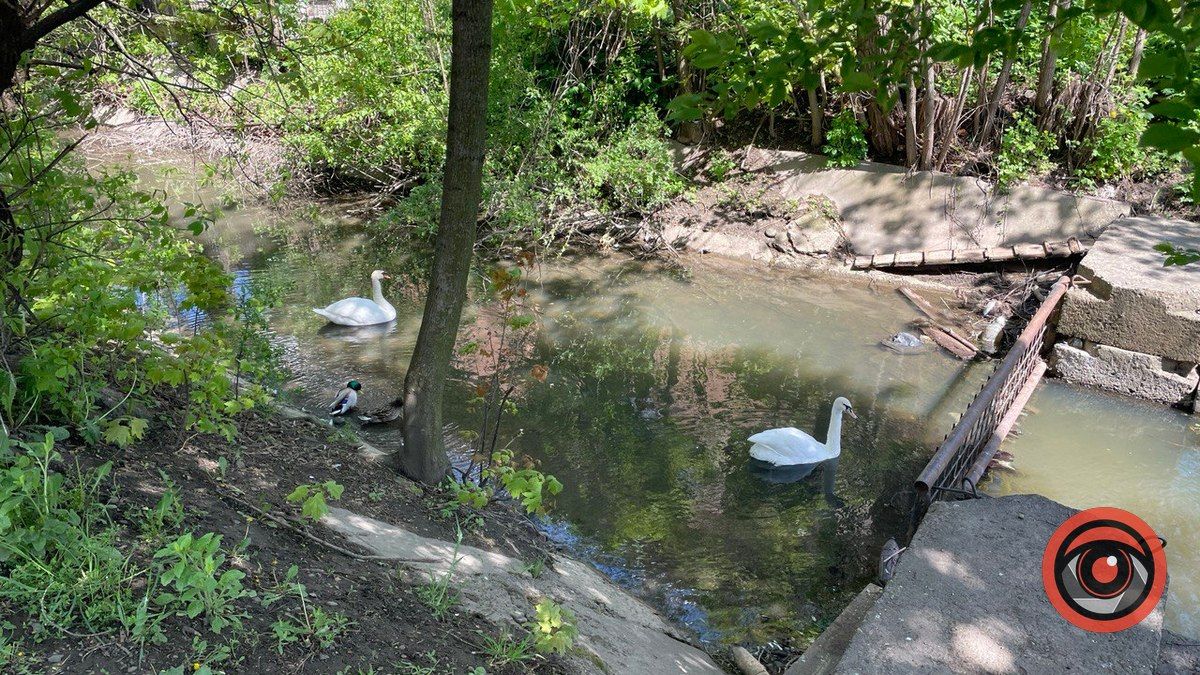 Лебідь на міському озері вже не самотній 2