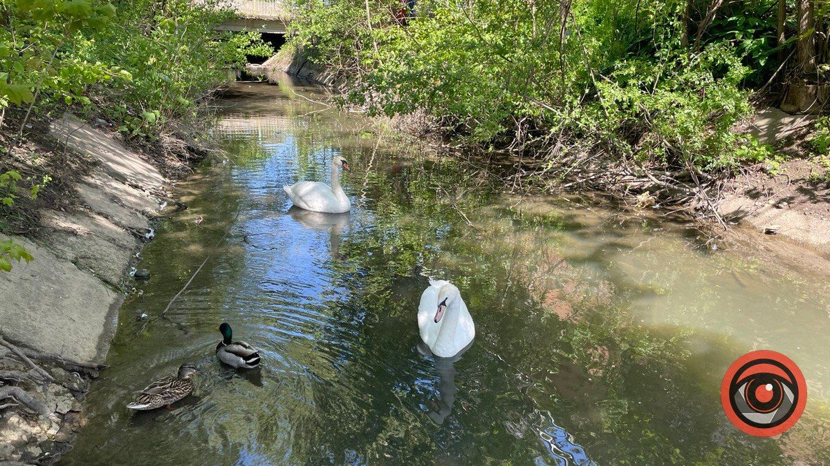 Лебідь на міському озері вже не самотній 1