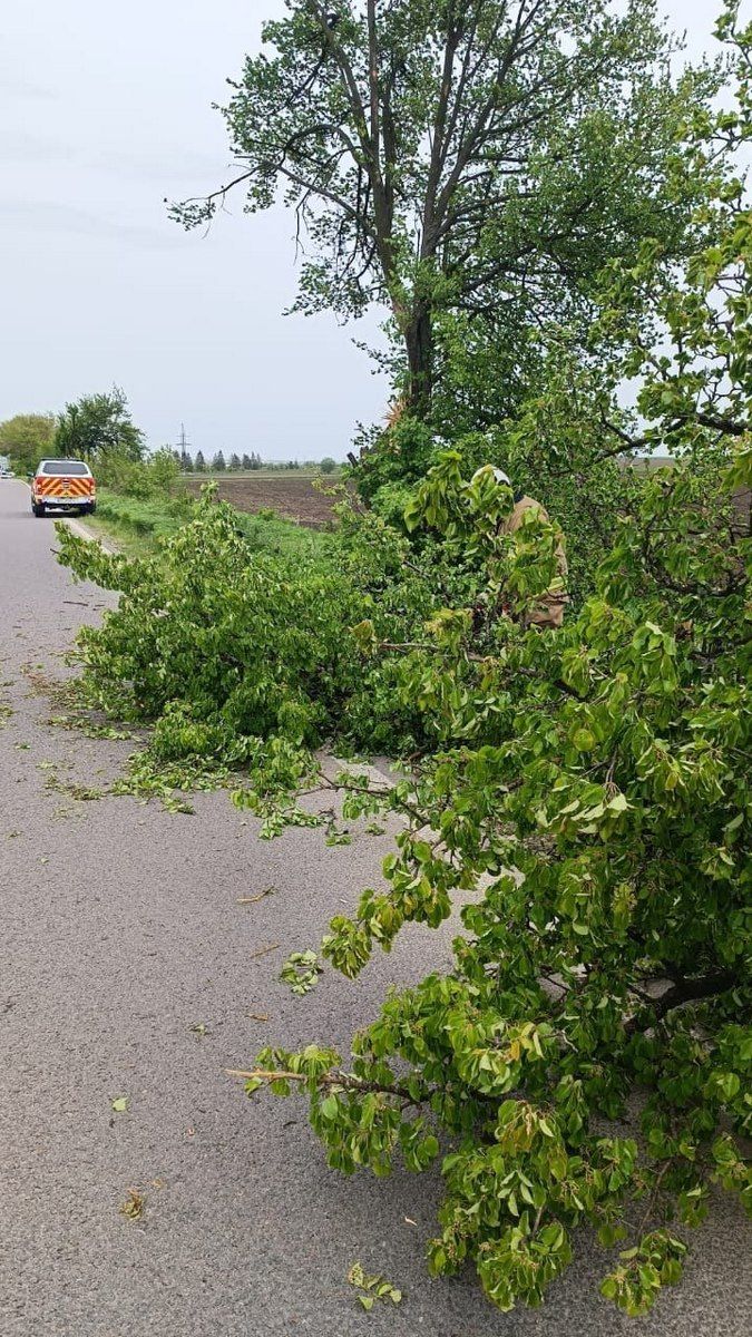 На Городенківщині дерево впало на проїжджу частину 1
