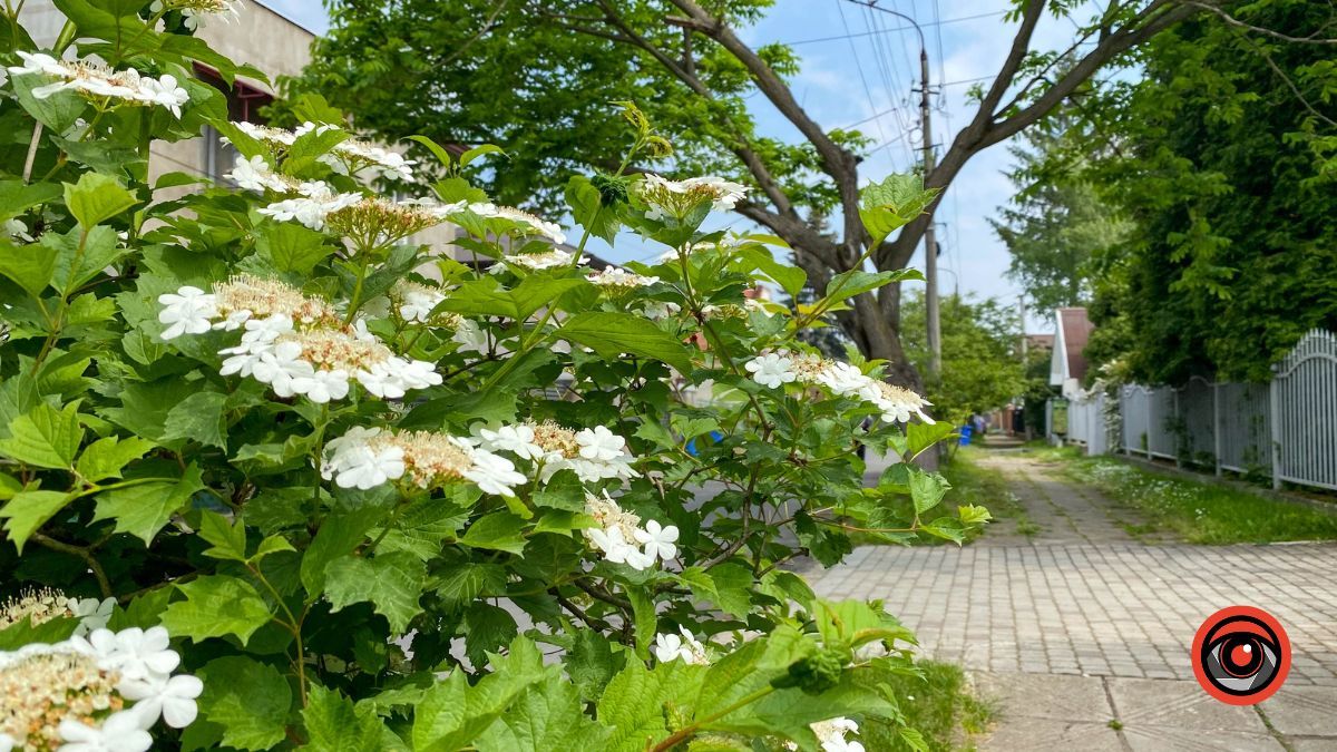 Справді європейська: 380 м вулиці Шопена у Коломиї 20