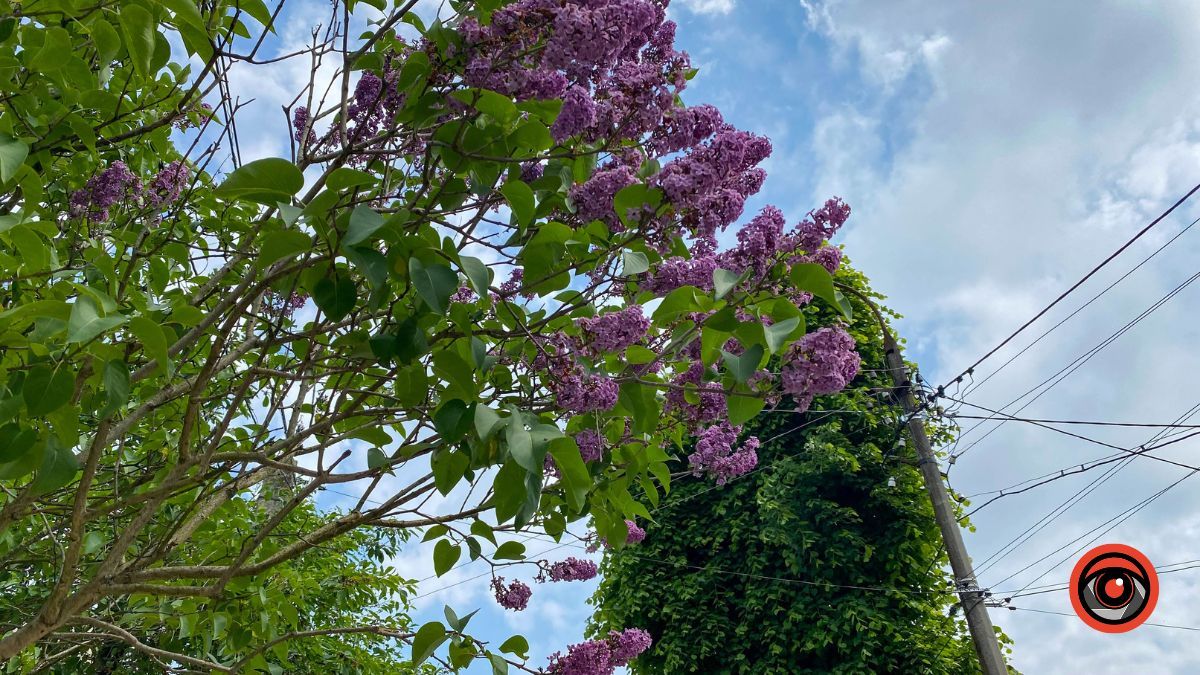 Справді європейська: 380 м вулиці Шопена у Коломиї 5