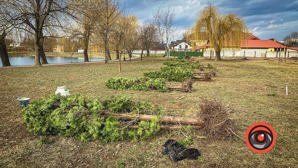 посадка туй на міському озері в Коломиї, 8 березня 2023 року
