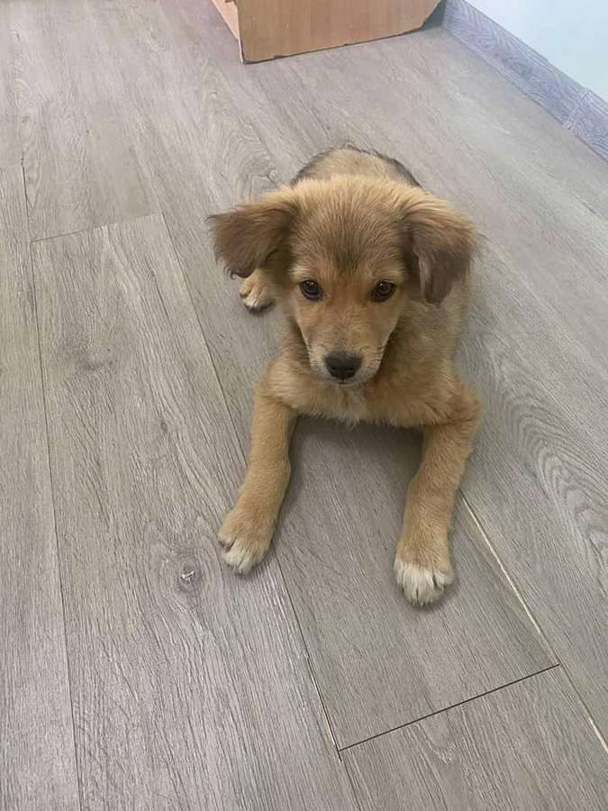 Чотирилапим улюбленцям потрібна домівка у Коломиї 6