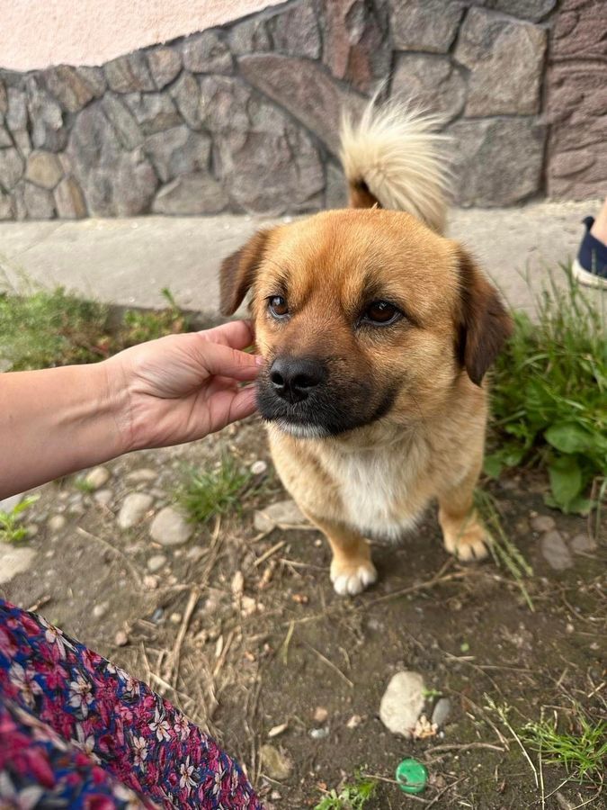 Чотирилапі друзі шукають господаря у Коломиї 3