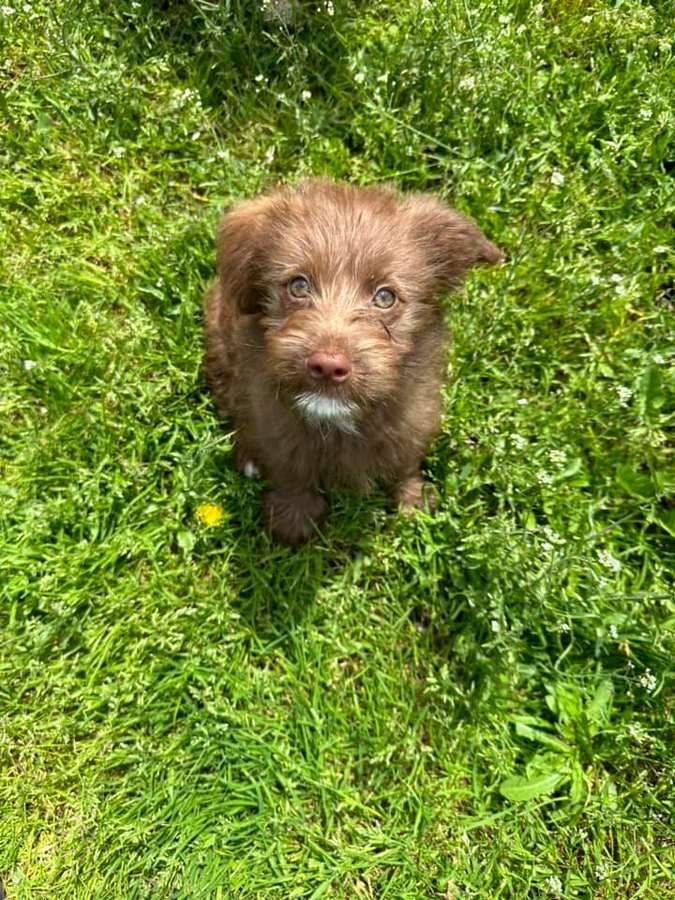 Чотирилапим улюбленцям потрібна домівка у Коломиї 4