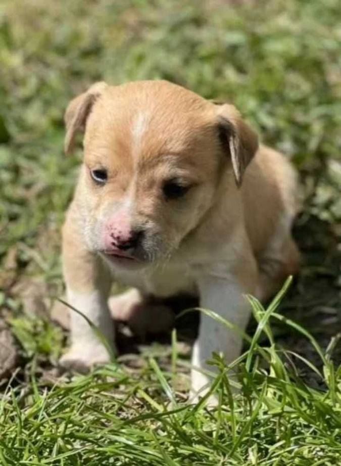 Чотирилапим улюбленцям потрібна домівка у Коломиї 5