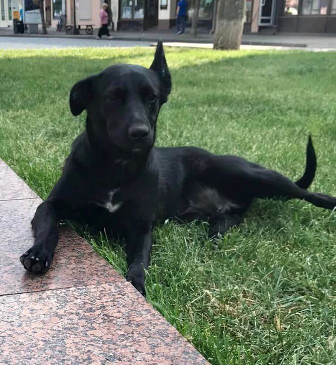 Чотирилапим улюбленцям потрібна домівка у Коломиї 3