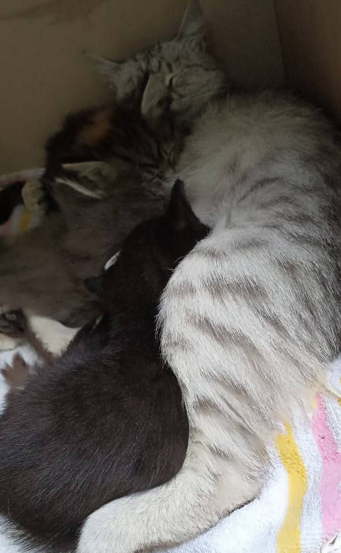 Чотирилапим улюбленцям потрібна домівка у Коломиї 2