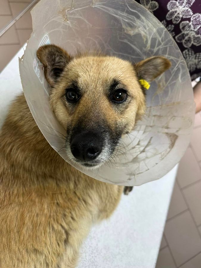 Чотирилапі друзі шукають господаря у Коломиї 5