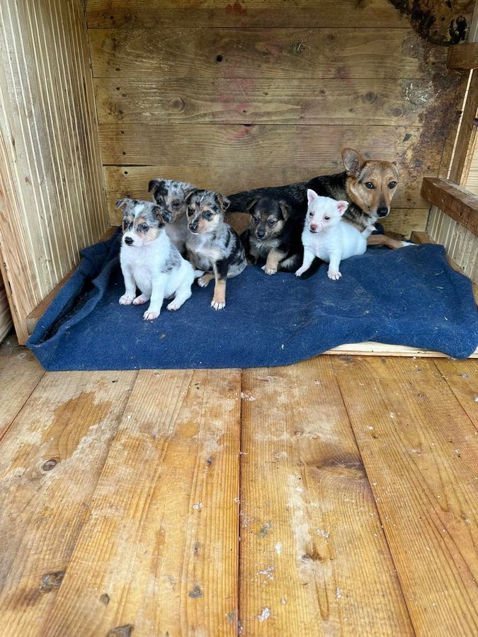 Чотирилапі друзі шукають господаря у Коломиї 4