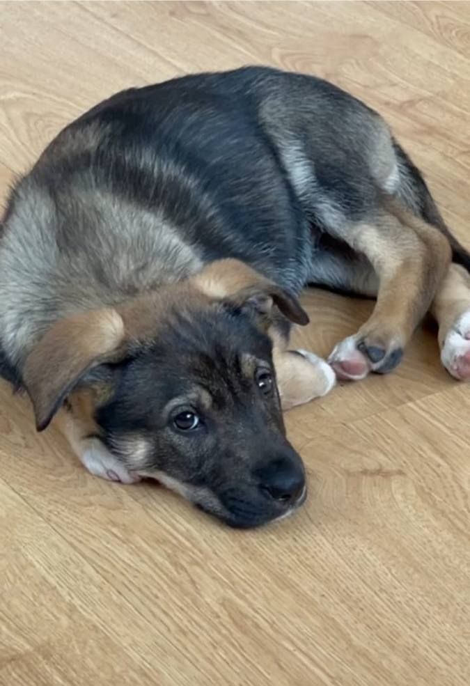 Чотирилапі друзі шукають господаря у Коломиї 2