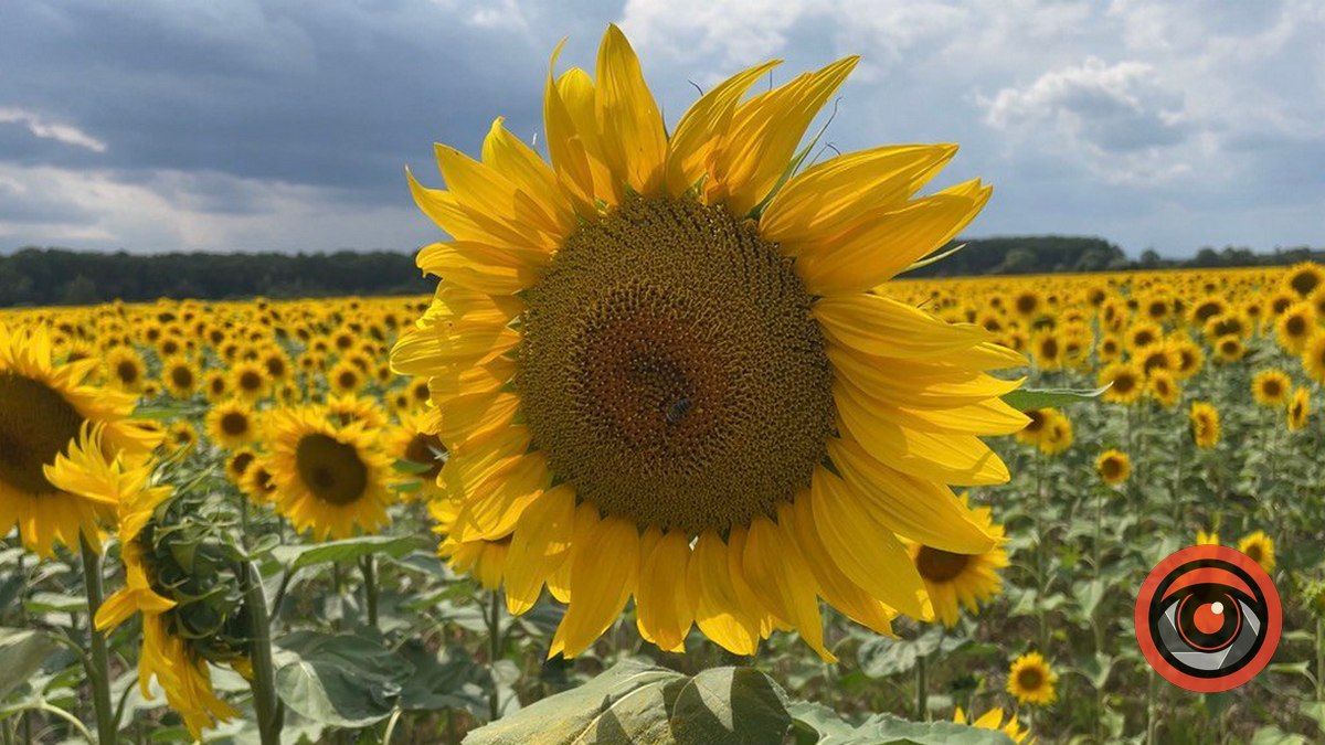 У Нижньовербізькій громаді кропитимуть рослини: чим та коли?