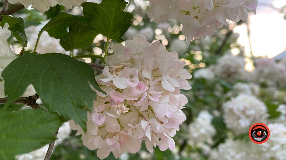 Погода у Коломиї 4 червня