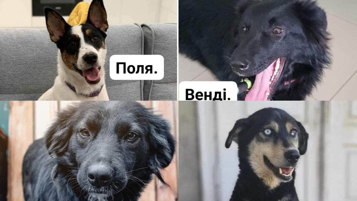 Чотирилапі друзі шукають господаря у Коломиї 6