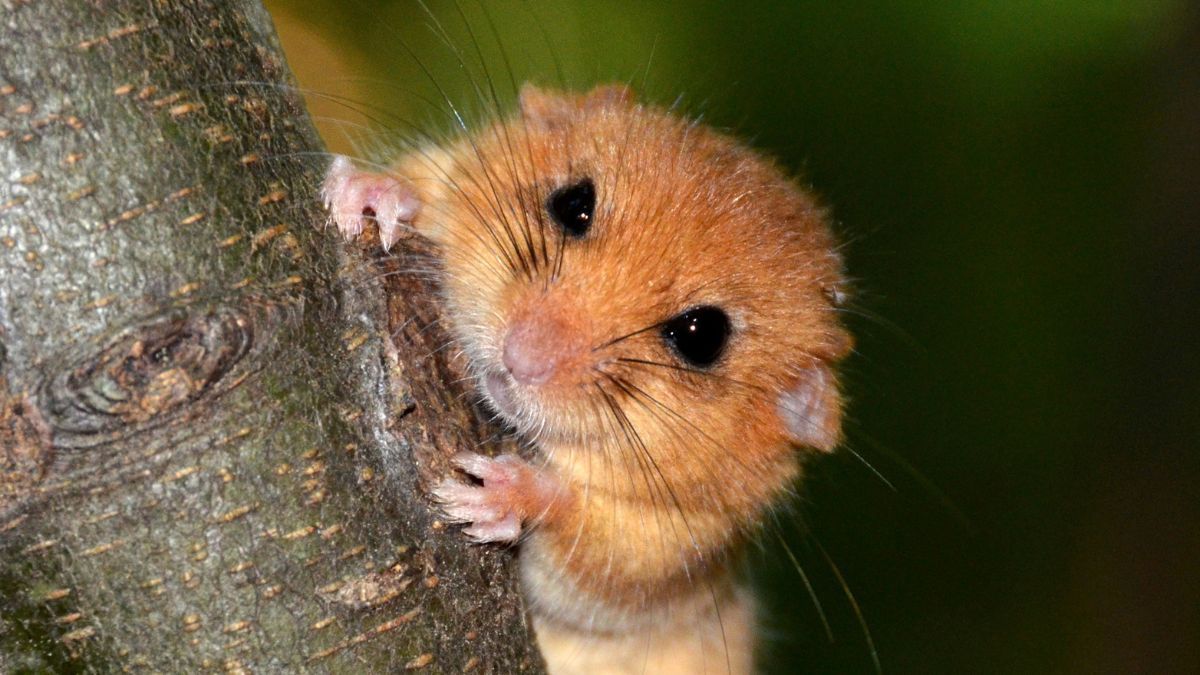 На Прикарпатті помітили ліскульку руду 1