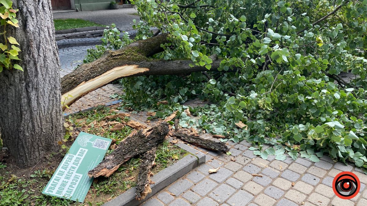 На бульварі Лесі Українки аварійне дерево впало на дорогу 7