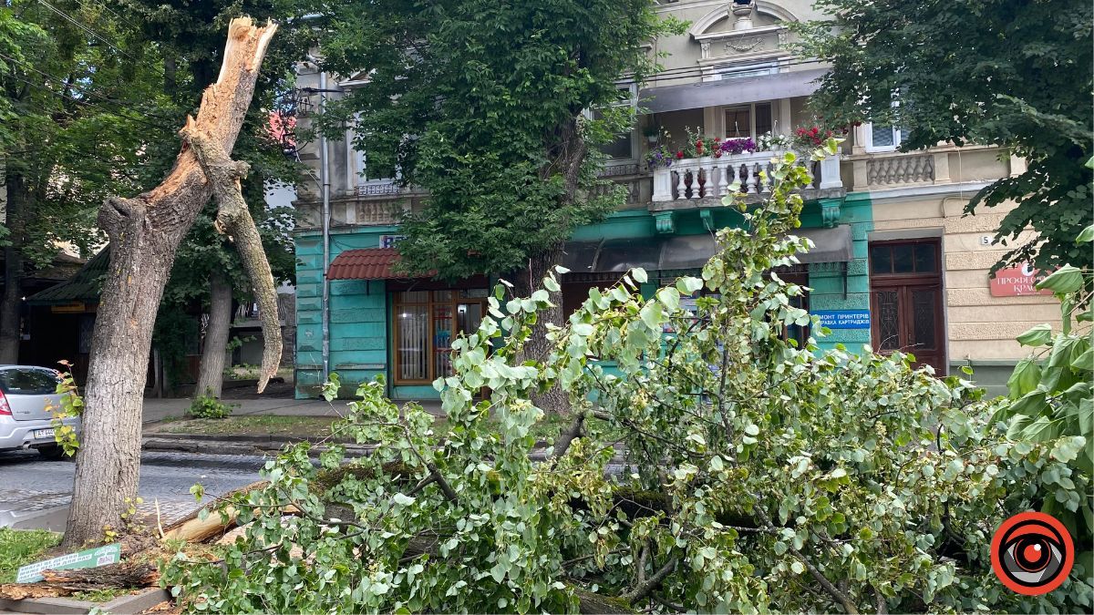 На бульварі Лесі Українки аварійне дерево впало на дорогу 6