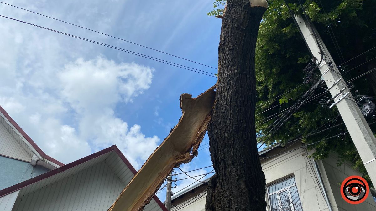 На бульварі Лесі Українки аварійне дерево впало на дорогу 5