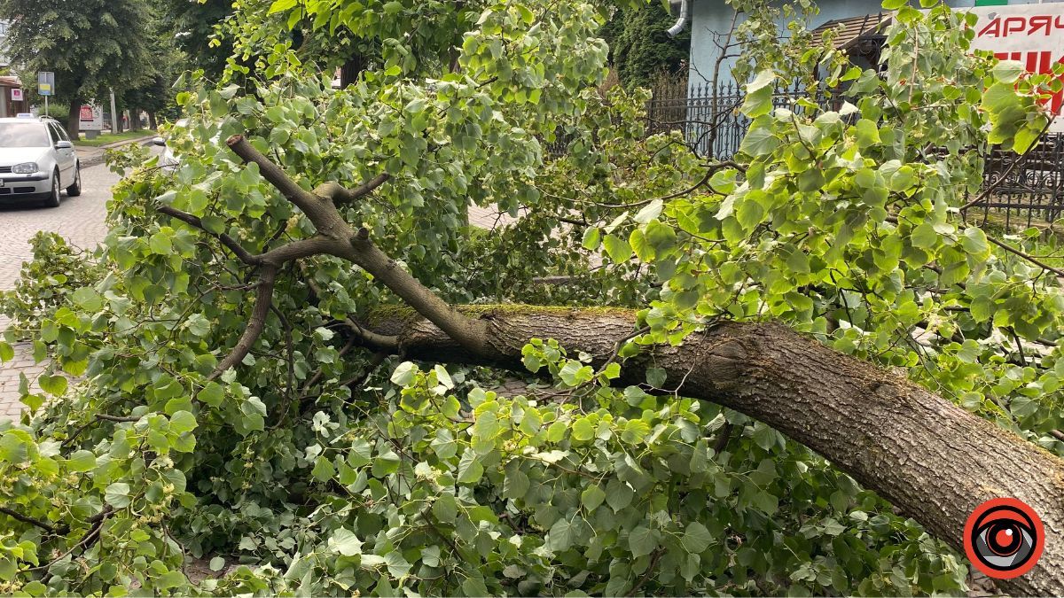 На бульварі Лесі Українки аварійне дерево впало на дорогу 3