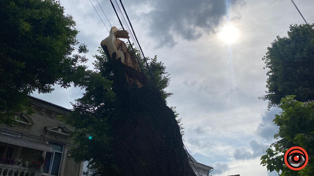 На бульварі Лесі Українки аварійне дерево впало на дорогу 2